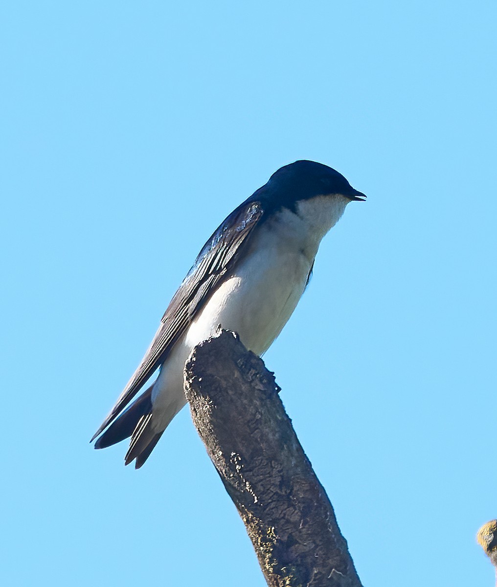 Tree Swallow - ML652870549