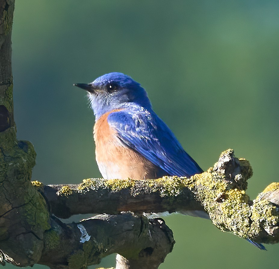 Western Bluebird - ML652870559