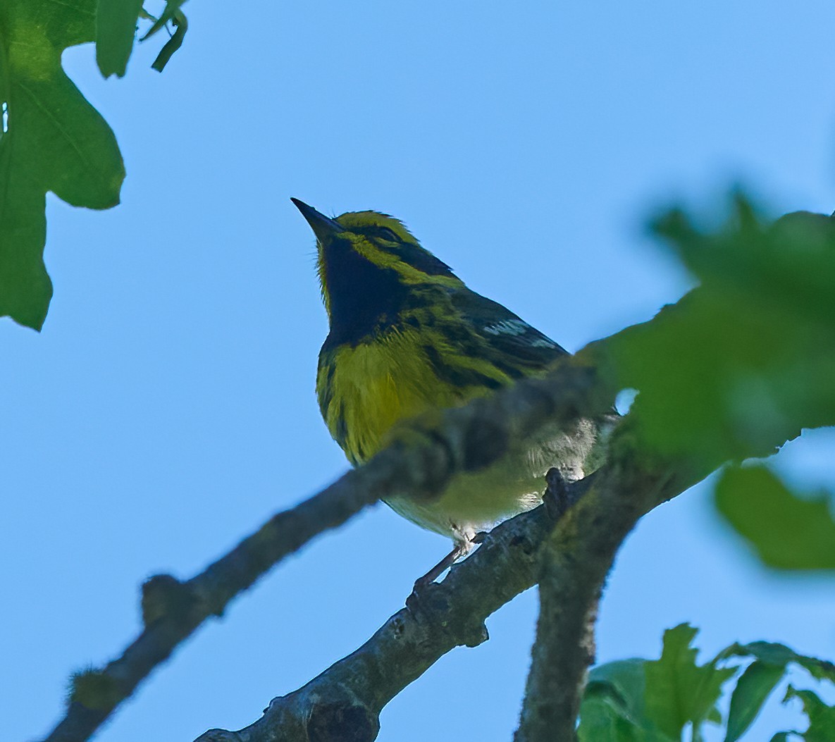 Townsend's Warbler - ML652870615