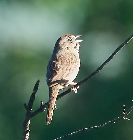 Rufous-crowned Sparrow - ML652870665