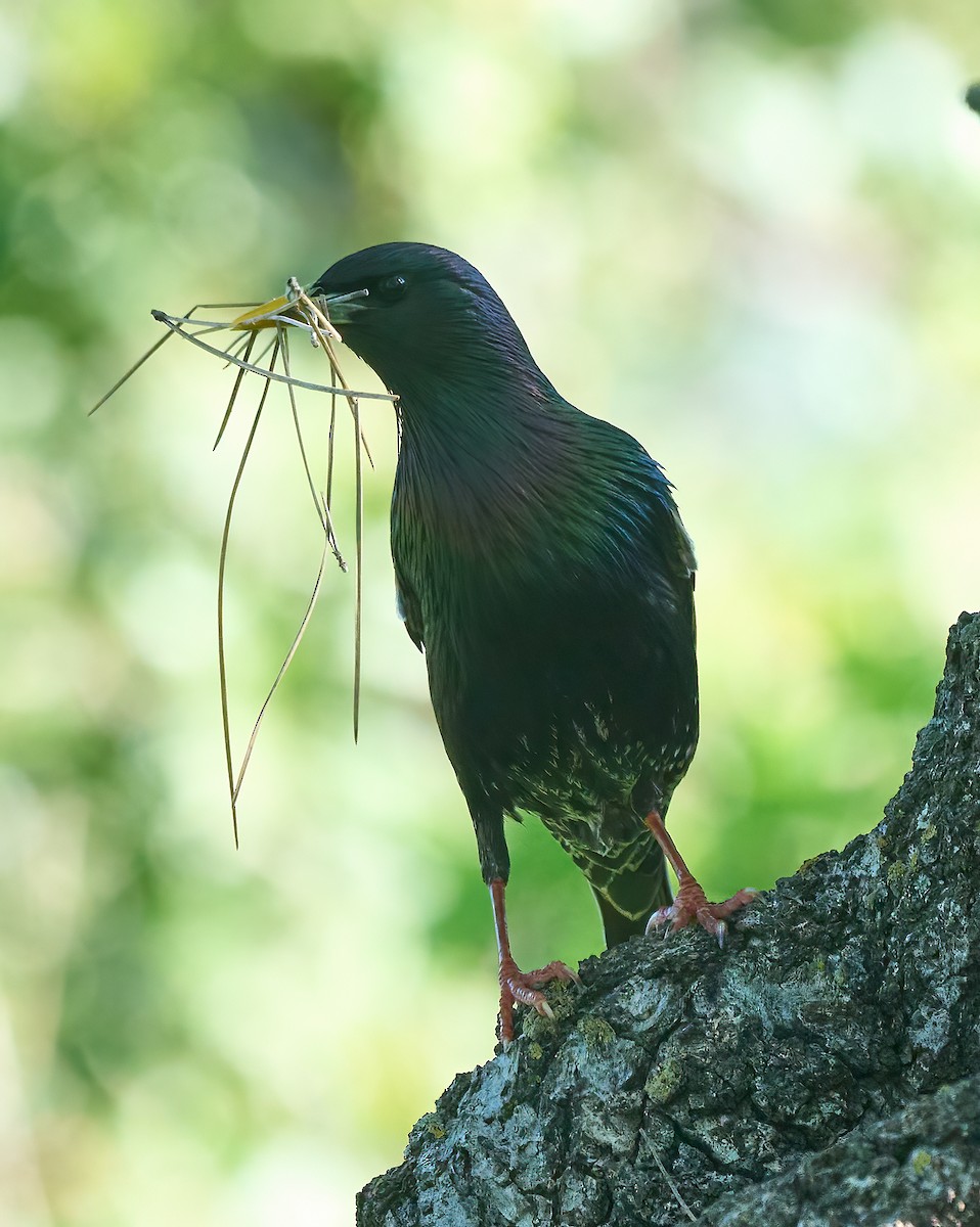 Storno - ML652870711