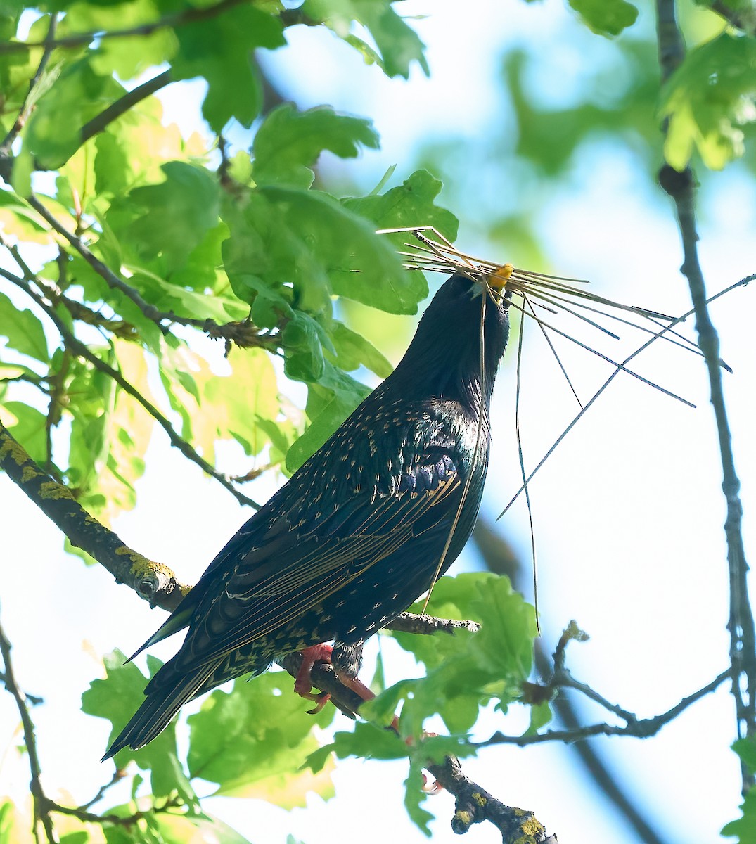 Storno - ML652870712