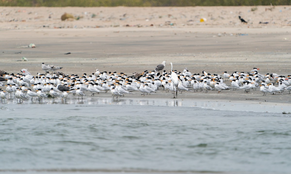 West African Crested Tern - ML652870734