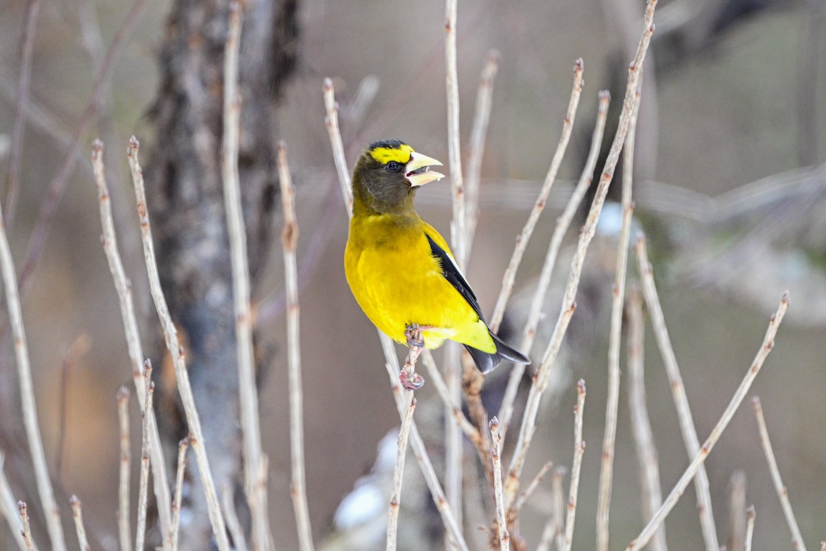 Evening Grosbeak - ML652870917