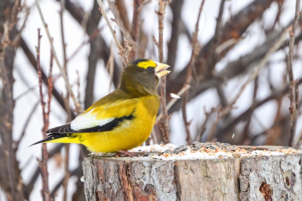 Evening Grosbeak - ML652870922