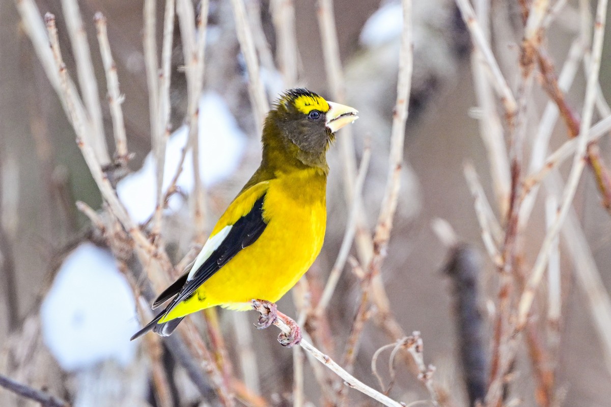 Evening Grosbeak - ML652870982