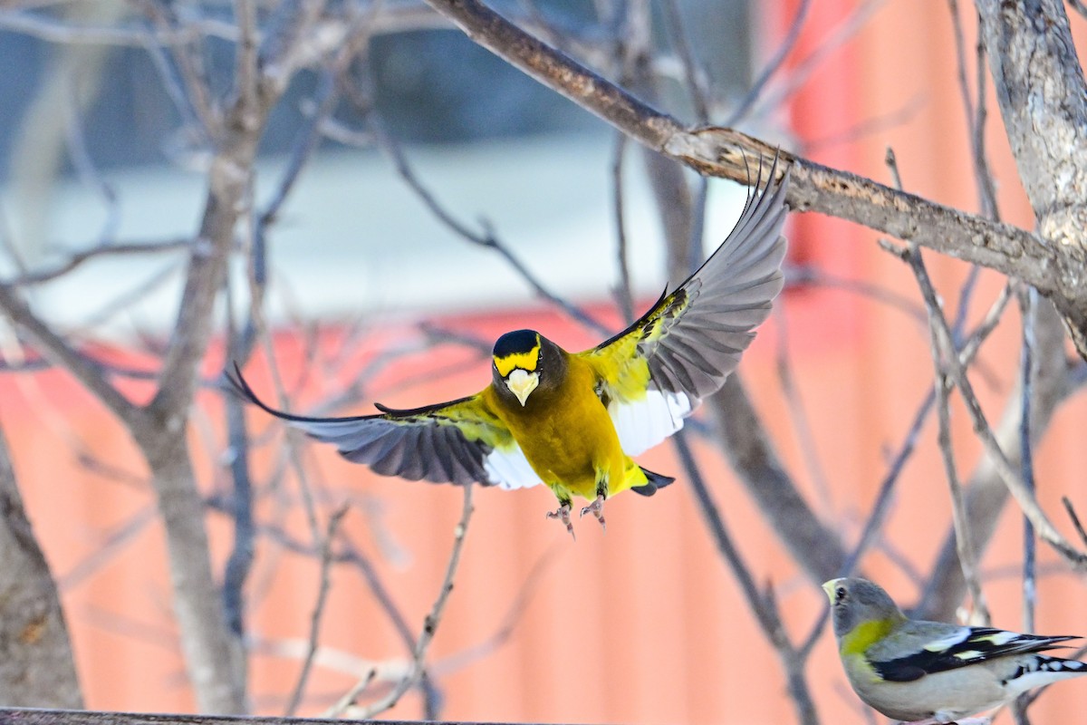 Evening Grosbeak - ML652871158
