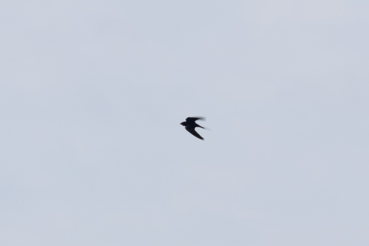 vlaštovka obecná - ML652871430