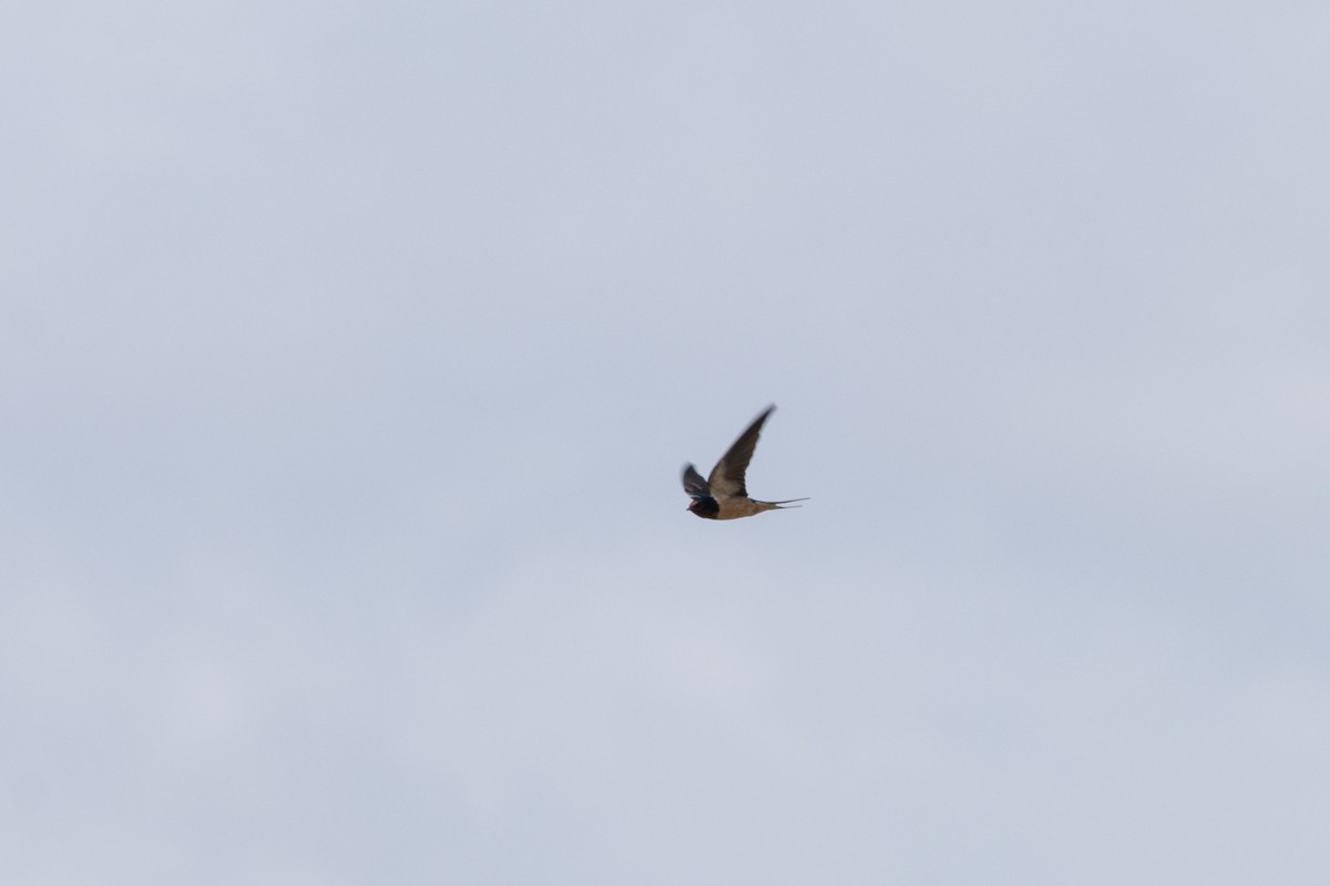 vlaštovka obecná - ML652871432