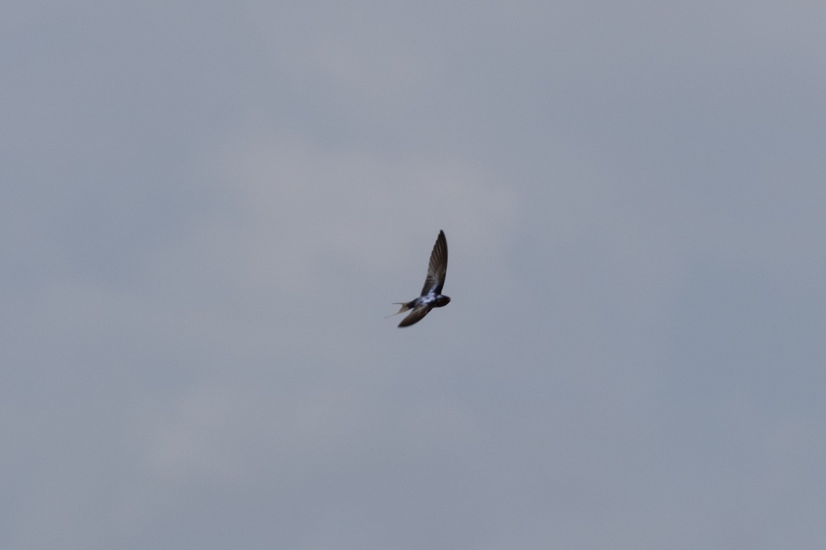 vlaštovka obecná - ML652871433