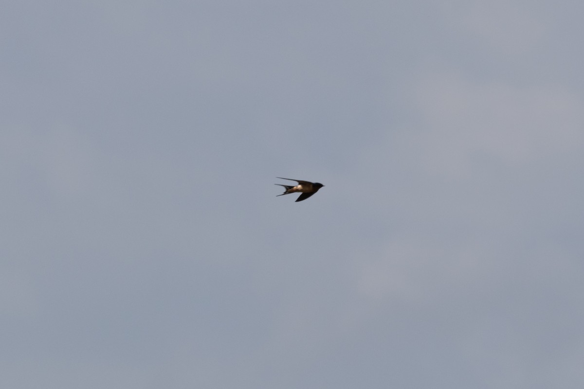 vlaštovka obecná - ML652871434