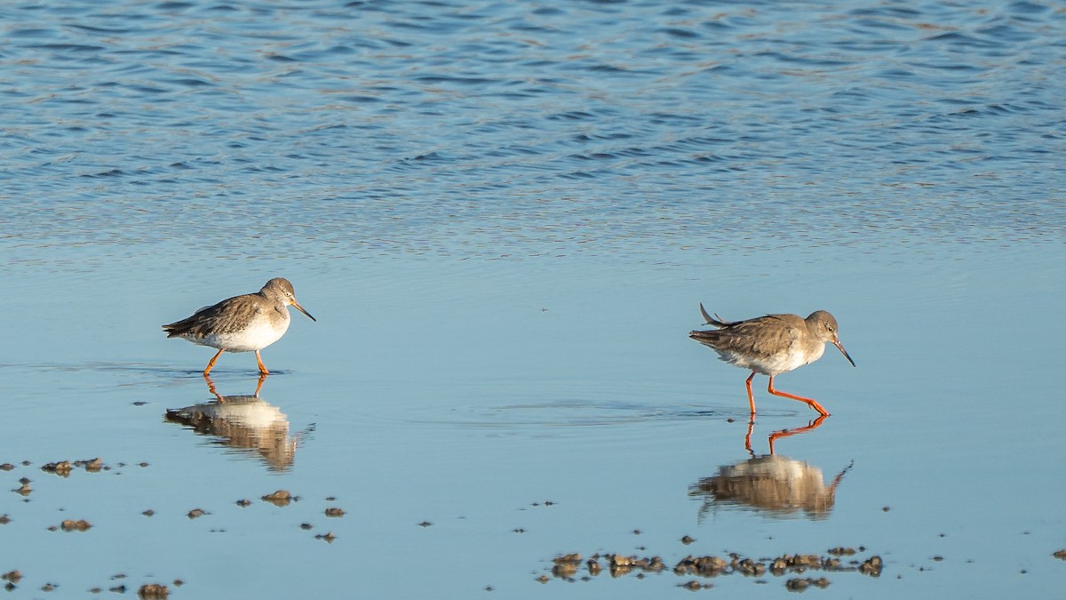 Rotschenkel - ML652871624