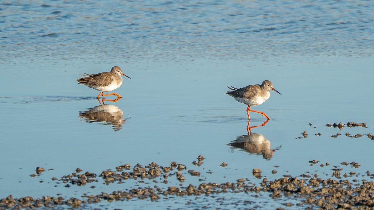 Rotschenkel - ML652871625