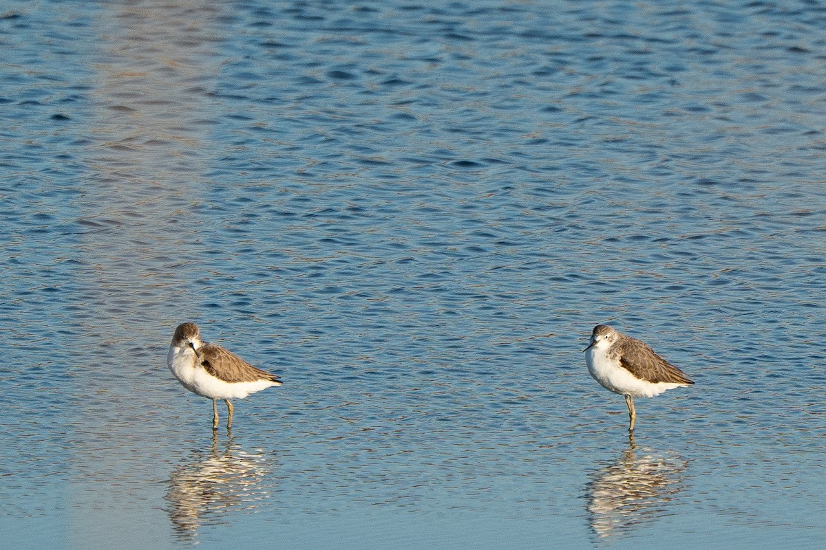 Teichwasserläufer - ML652871632