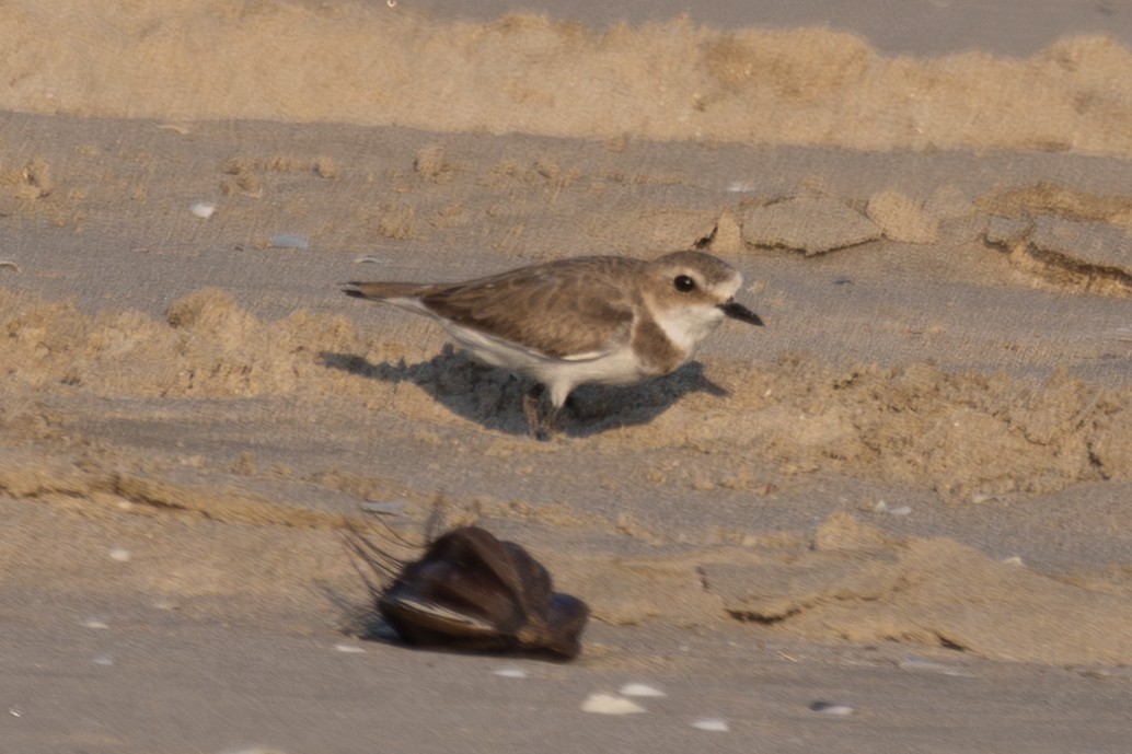 Tibet Cılıbıtı - ML652871659