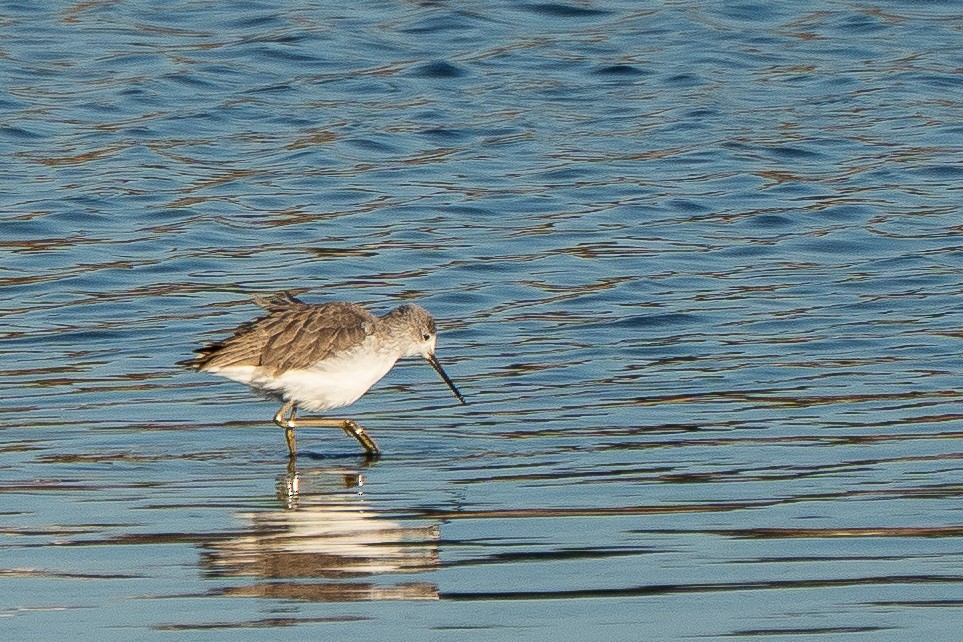 Teichwasserläufer - ML652871672