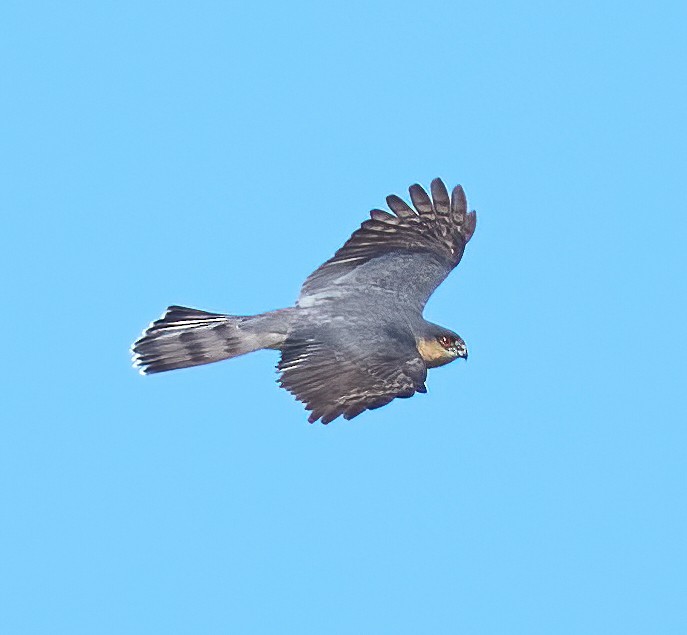 Sharp-shinned Hawk - ML652871717