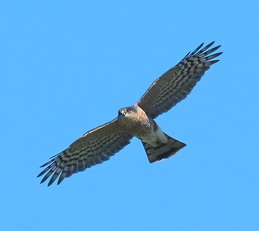Sharp-shinned Hawk - ML652871718