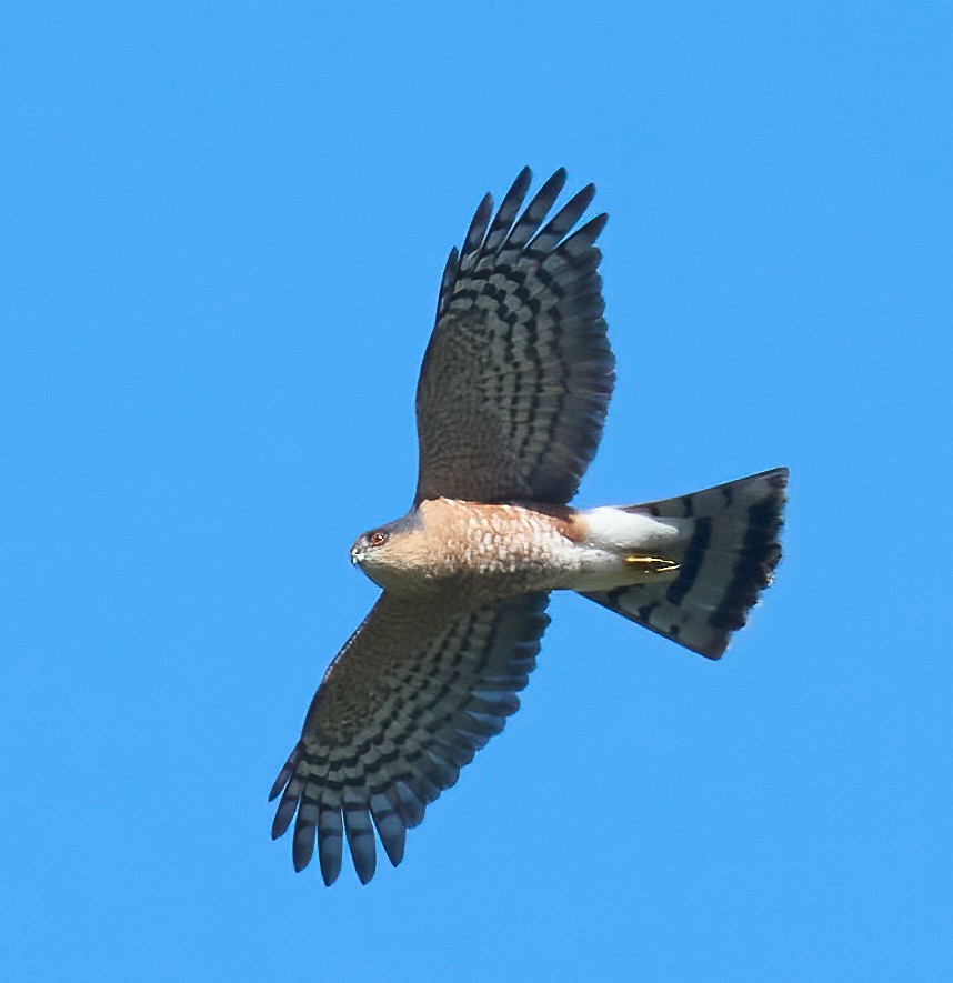Sharp-shinned Hawk - ML652871719