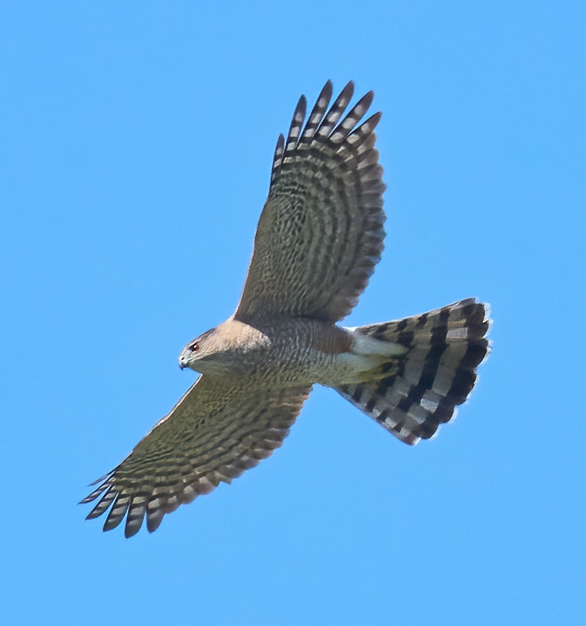 Cooper's Hawk - ML652871728