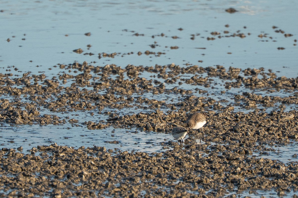 Alpenstrandläufer (alpina/centralis) - ML652871744