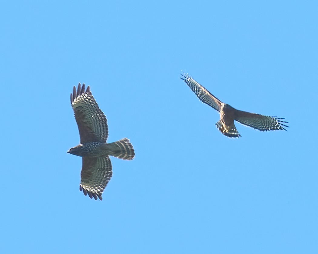 Red-shouldered Hawk - ML652871767