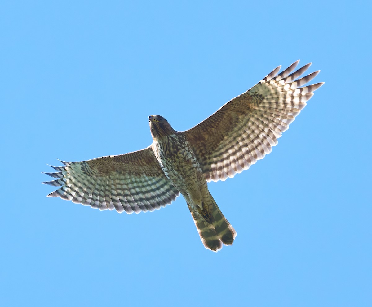 Red-shouldered Hawk - ML652871768