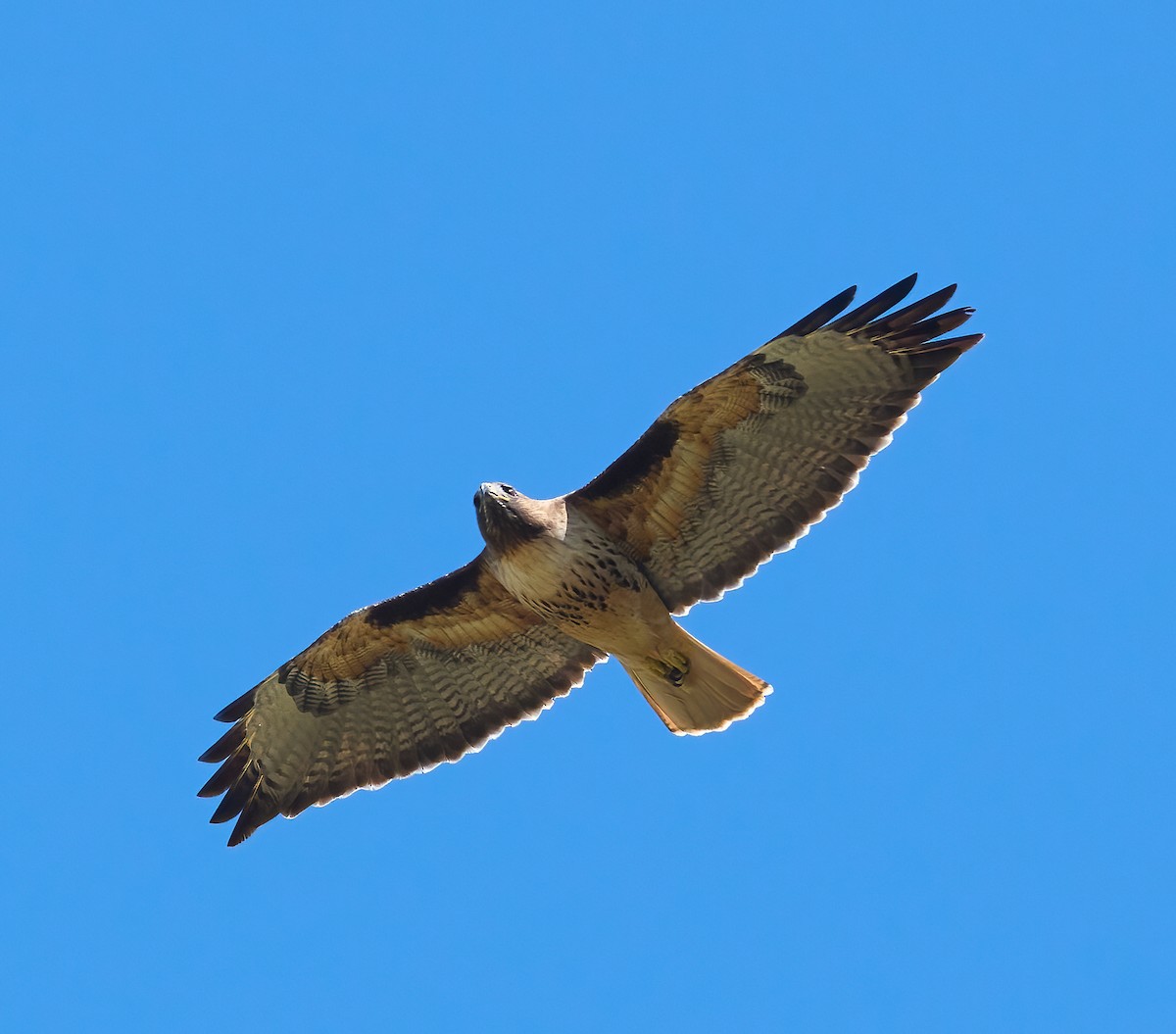 Poiana codarossa - ML652871778