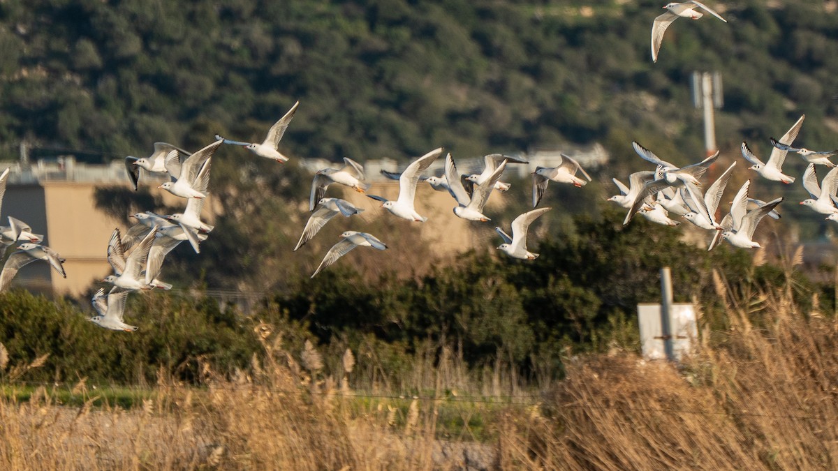 Lachmöwe - ML652871825