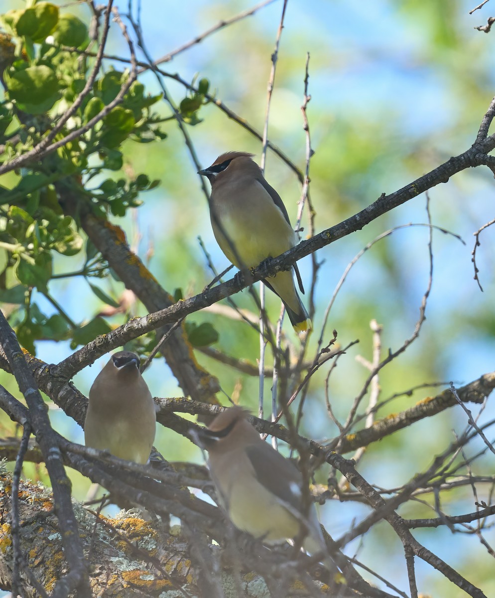 Cedar Waxwing - ML652871858