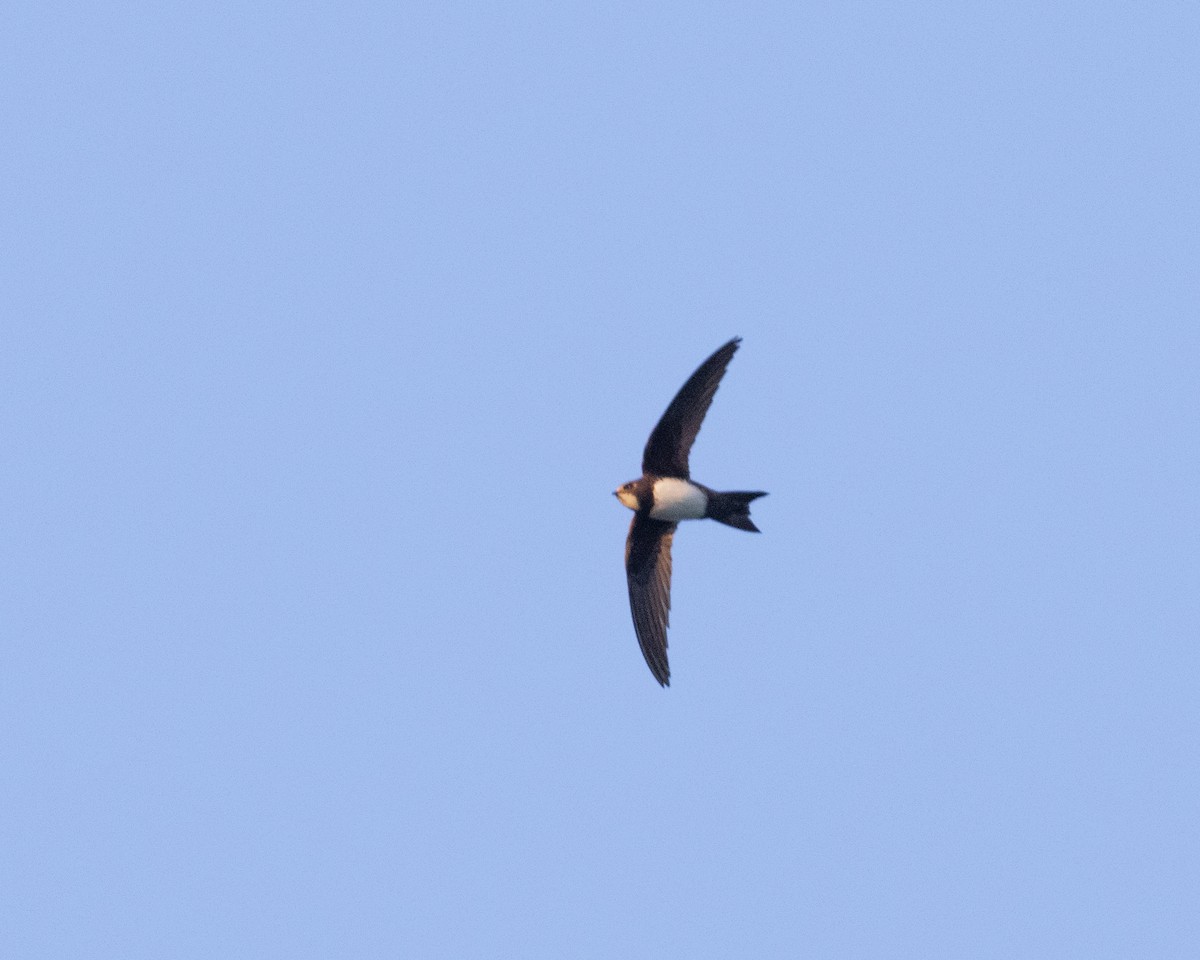 Alpine Swift - ML652871869