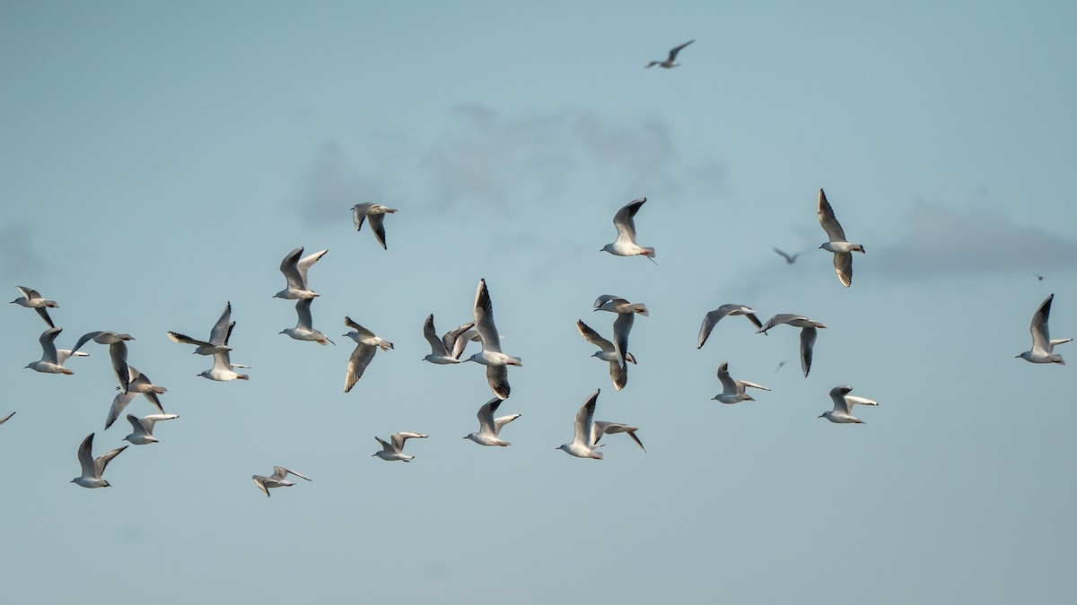 Lachmöwe - ML652871874