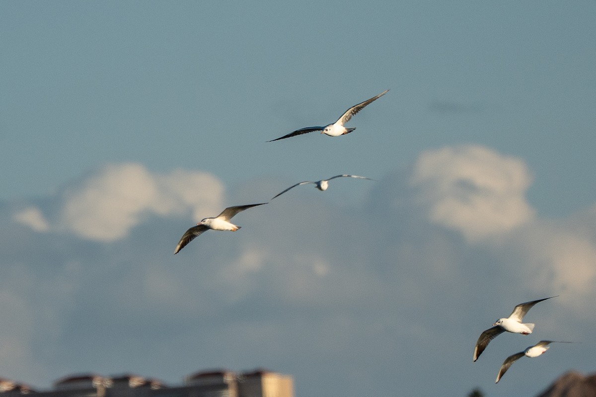 Lachmöwe - ML652871898