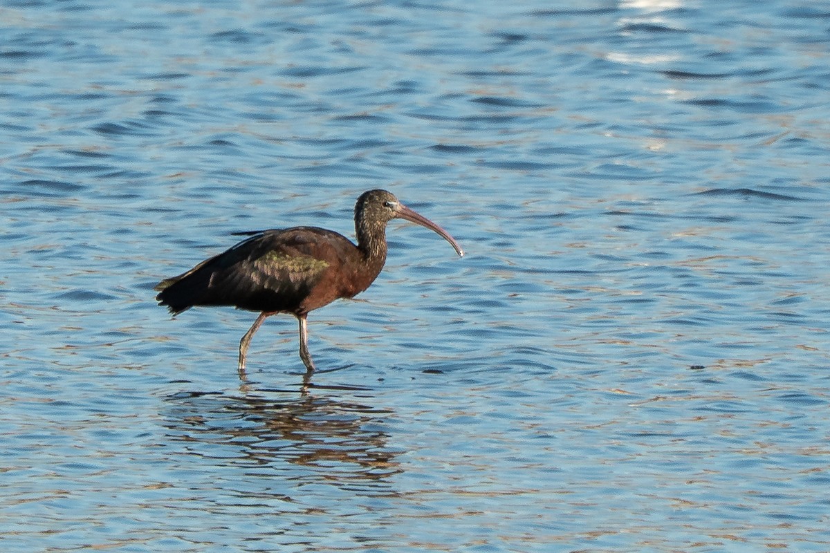 Sichler - ML652871929