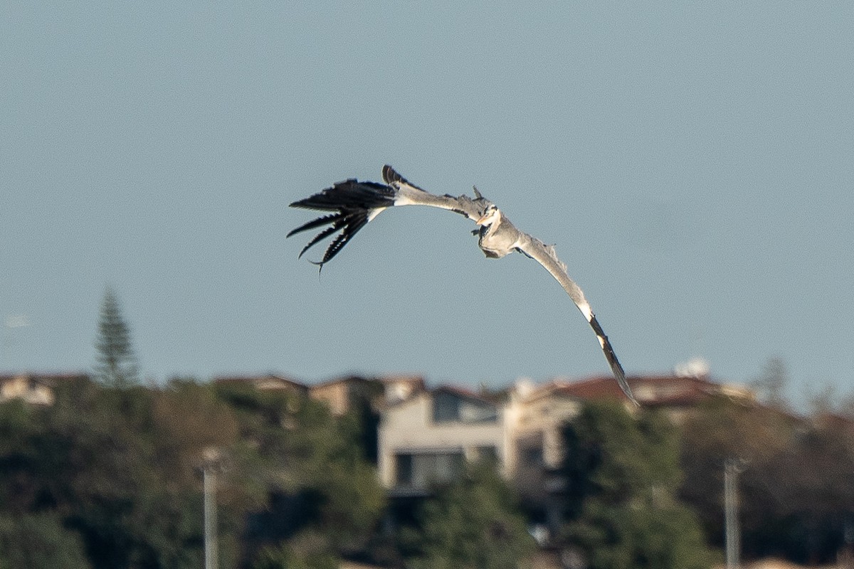 Graureiher (cinerea/jouyi) - ML652871938