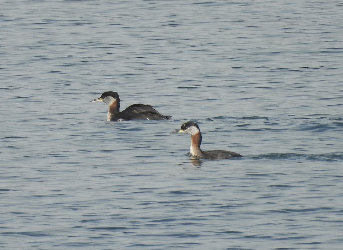 Red-necked Grebe - ML652872040