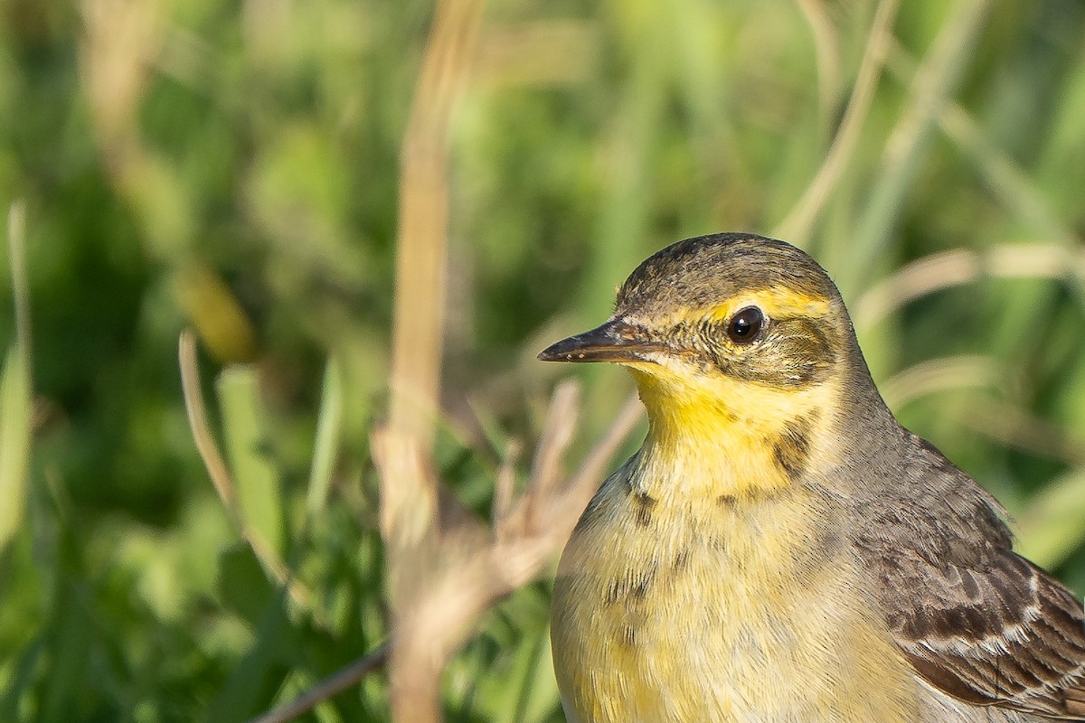 Zitronenstelze (citreola/werae) - ML652872050