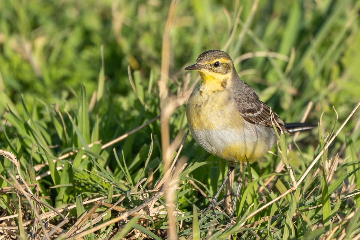 Zitronenstelze (citreola/werae) - ML652872058