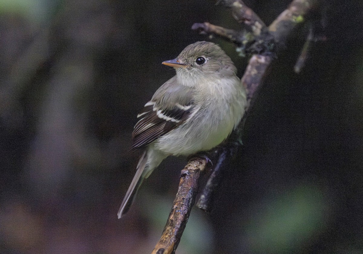 Піві-малюк жовточеревий - ML652872065