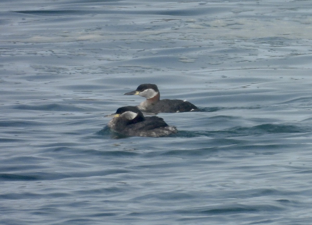 Red-necked Grebe - ML652872070