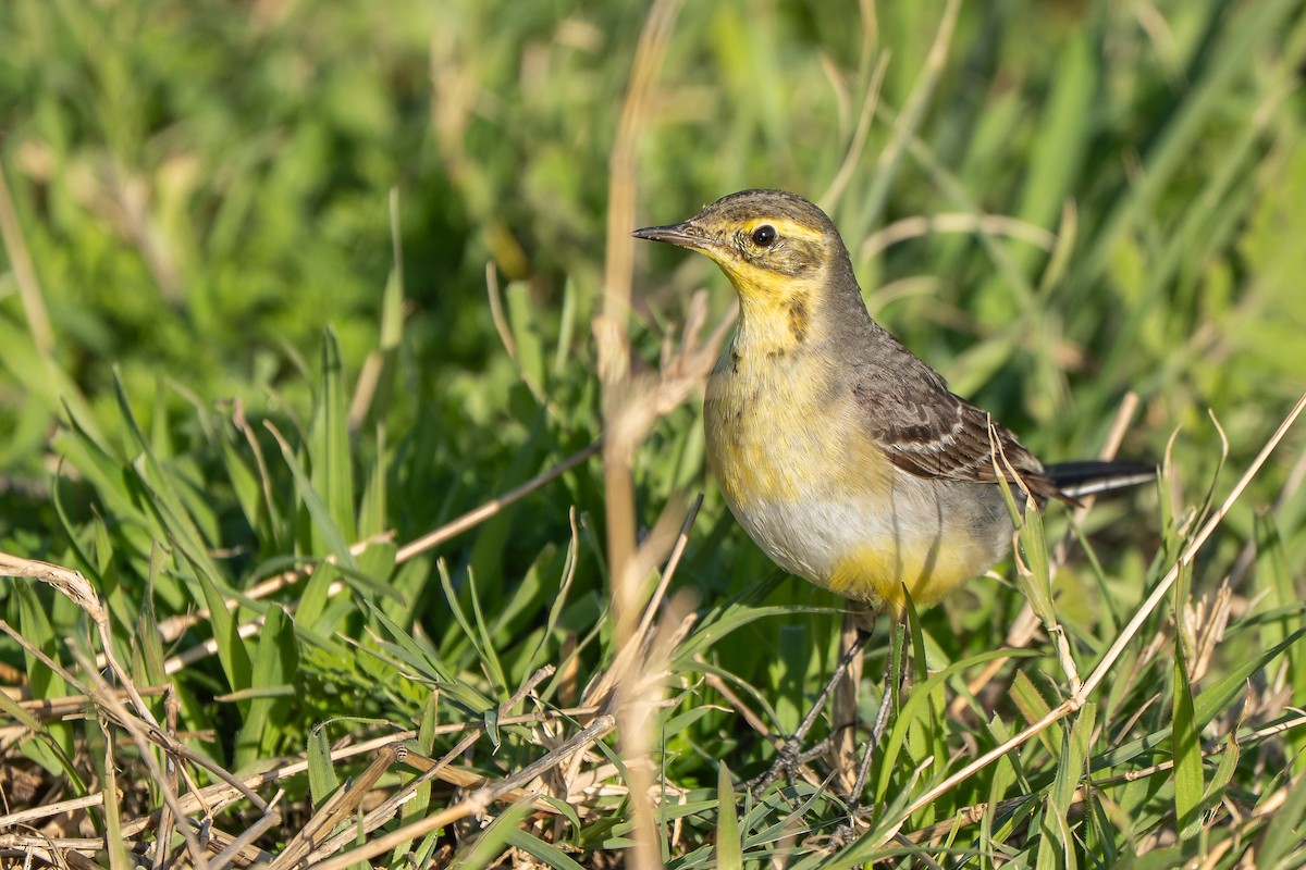 Zitronenstelze (citreola/werae) - ML652872075