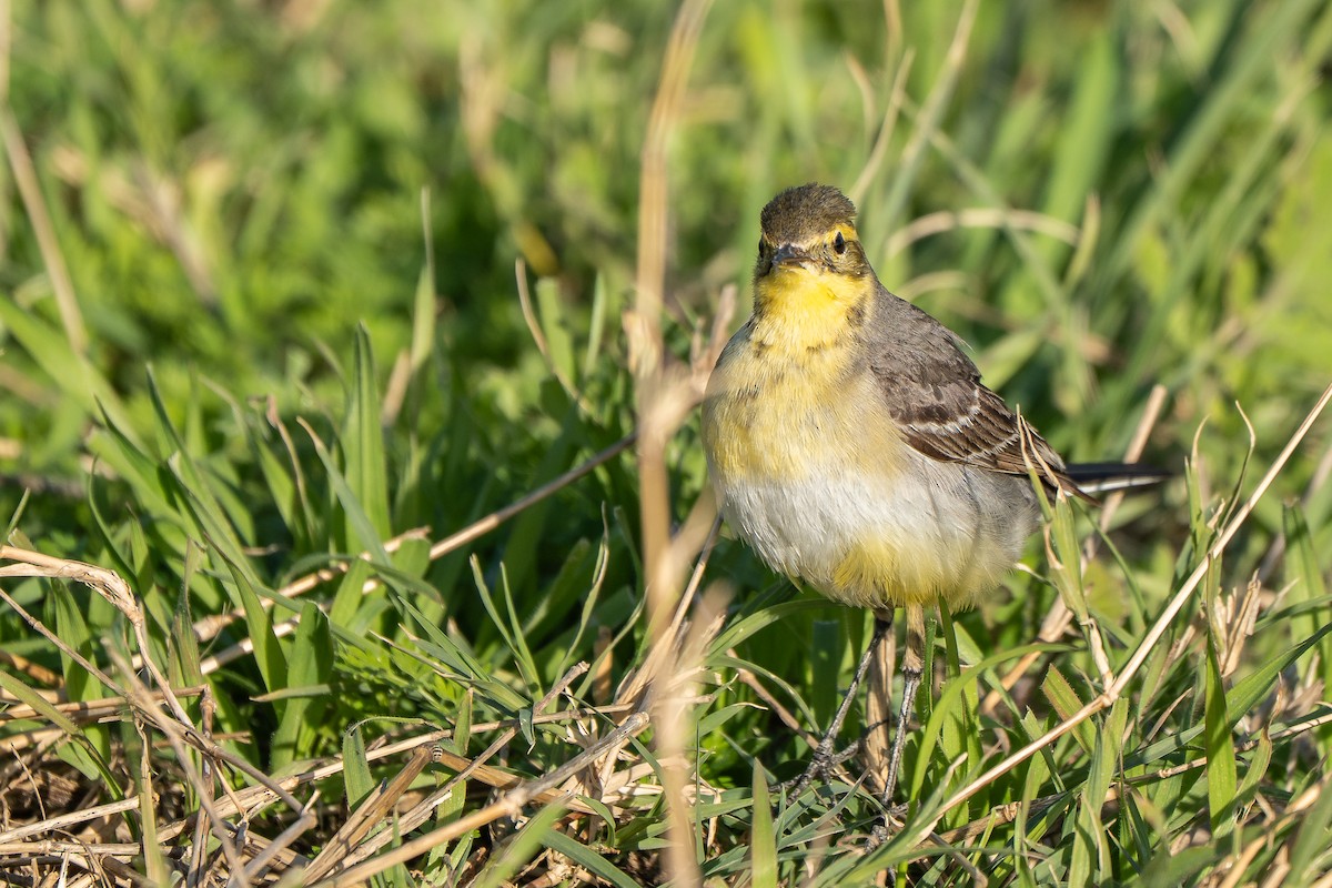 Zitronenstelze (citreola/werae) - ML652872076