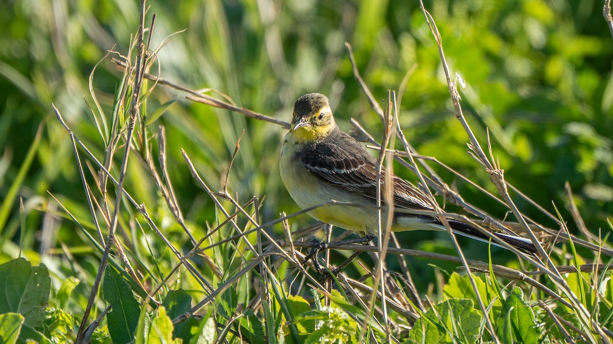 Zitronenstelze (citreola/werae) - ML652872084