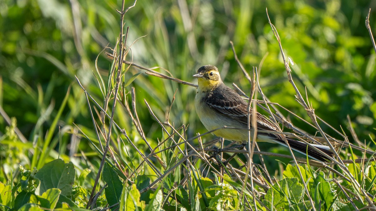 Zitronenstelze (citreola/werae) - ML652872092