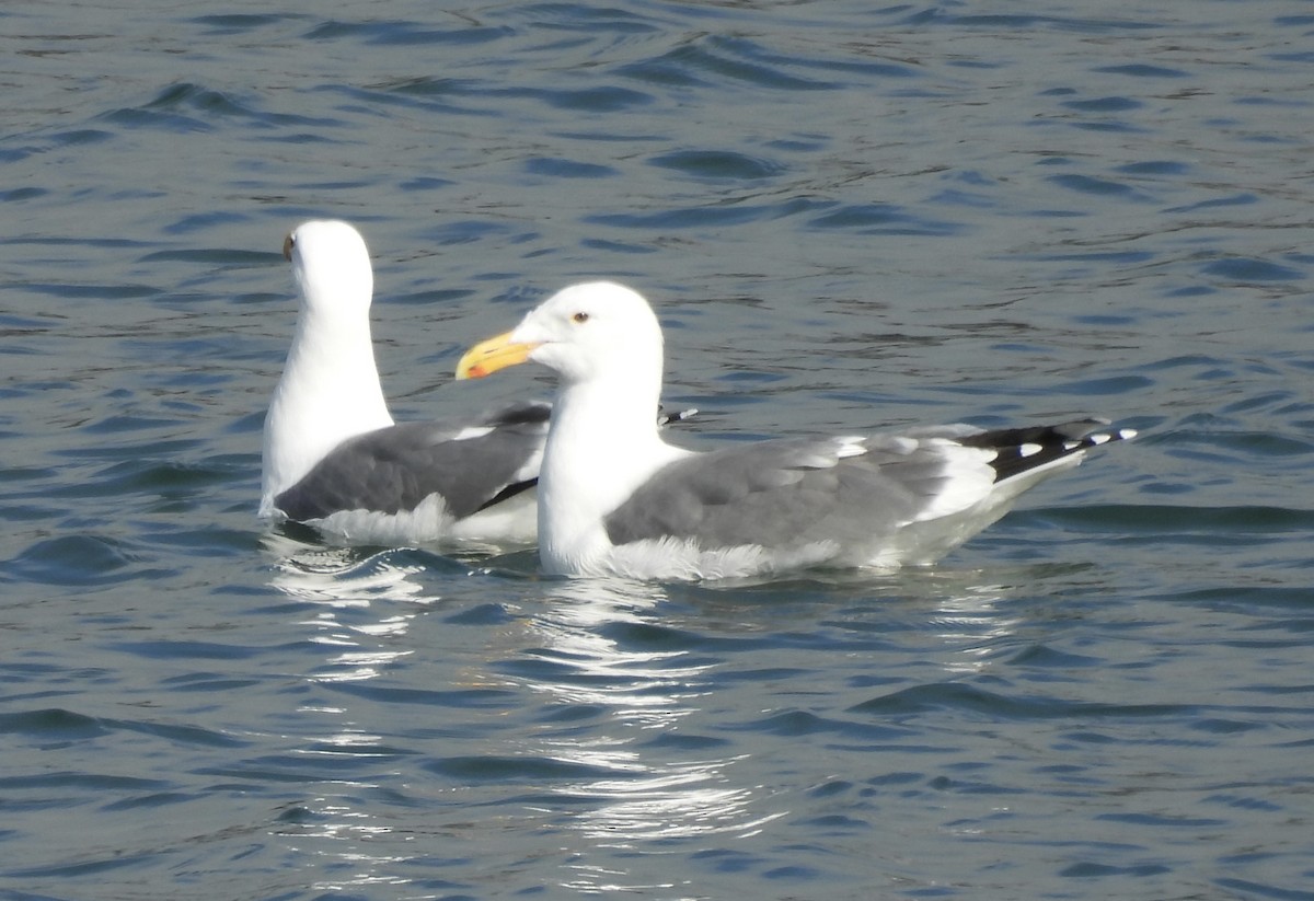 tanımsız Larinae sp. - ML652872095