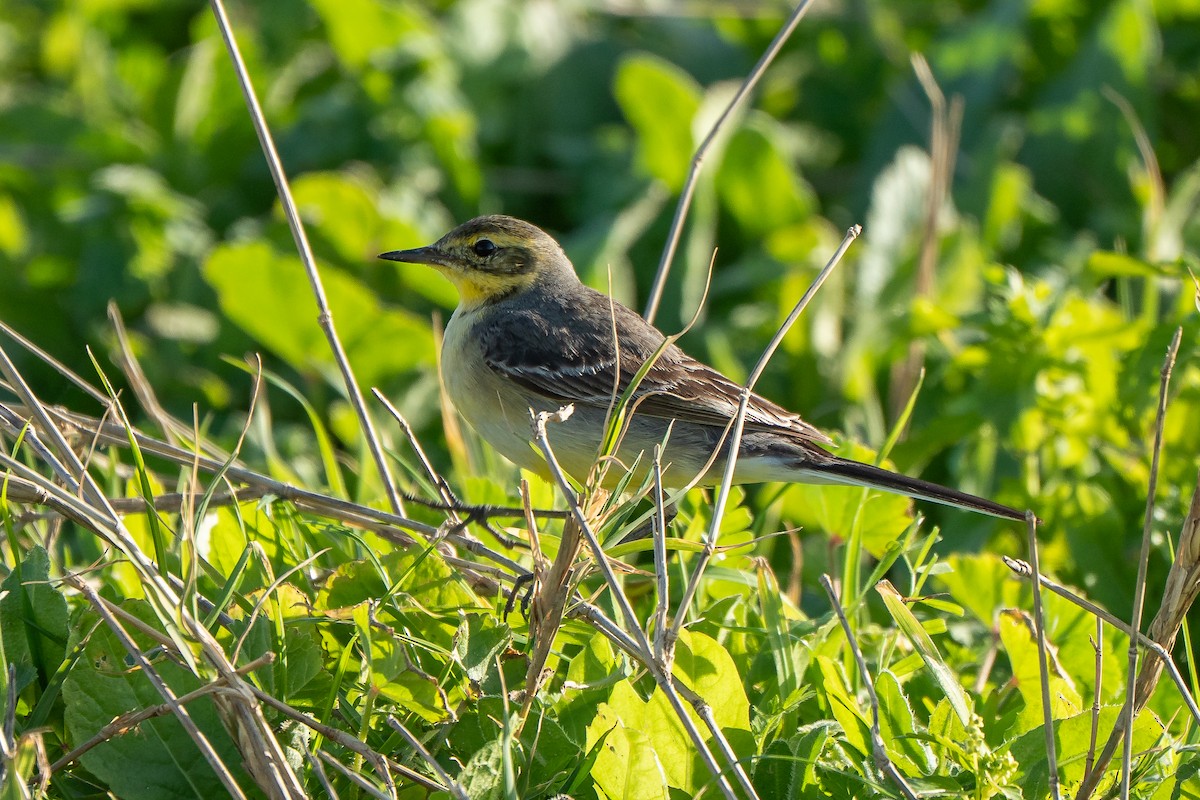 Zitronenstelze (citreola/werae) - ML652872098