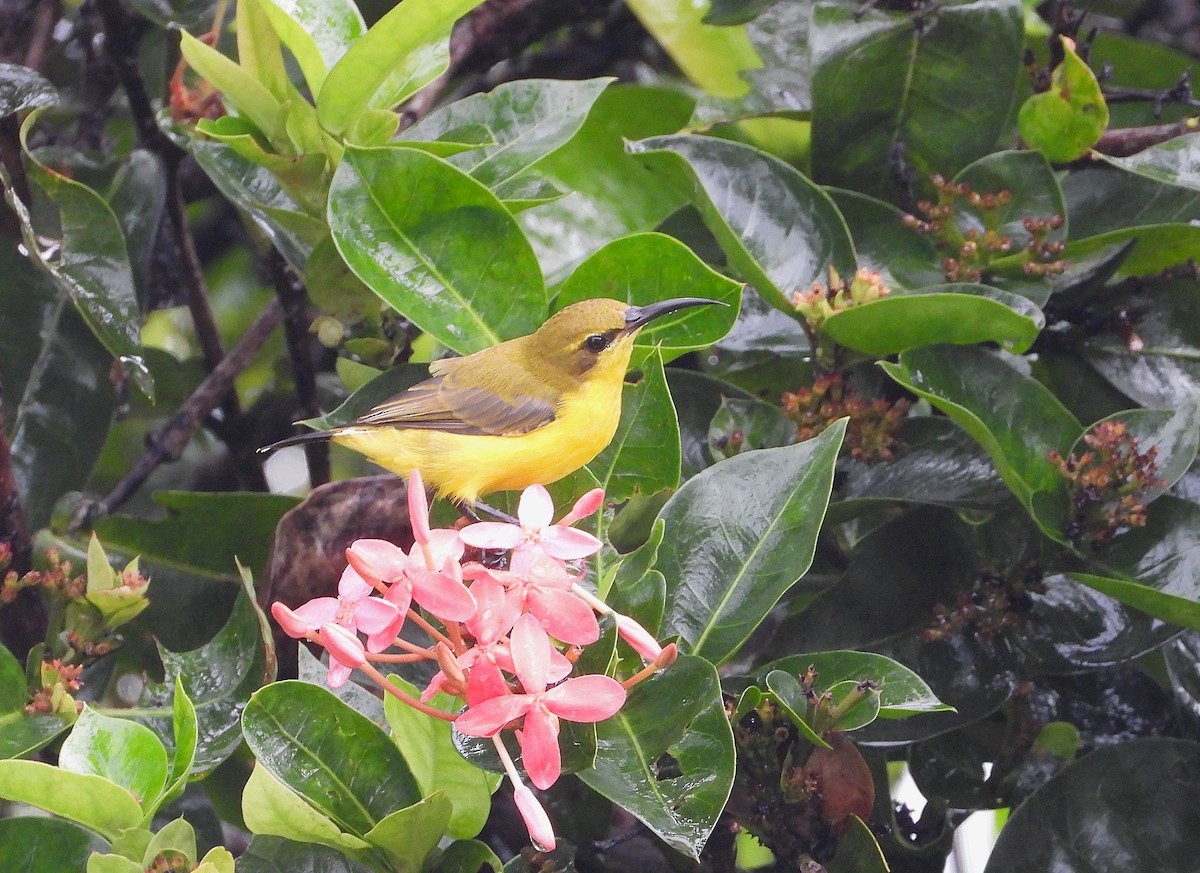 Sahul Sunbird - ML652872230