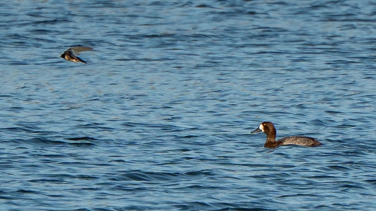 Bergente - ML652872276