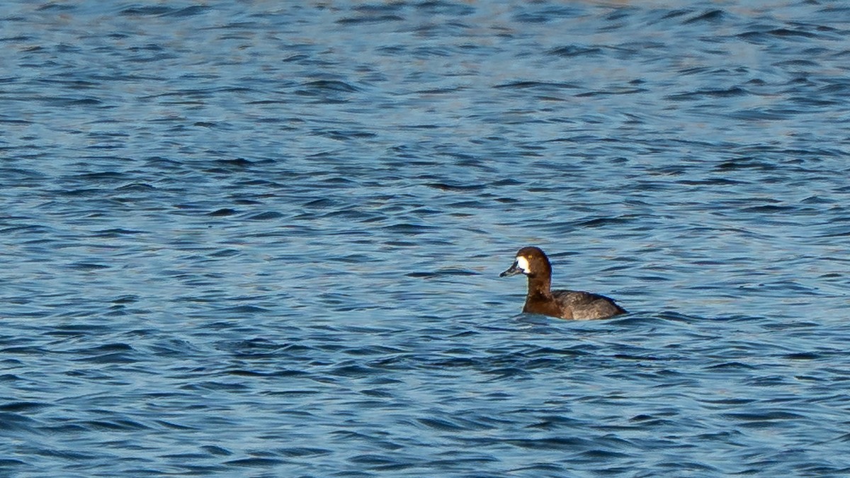 Bergente - ML652872277