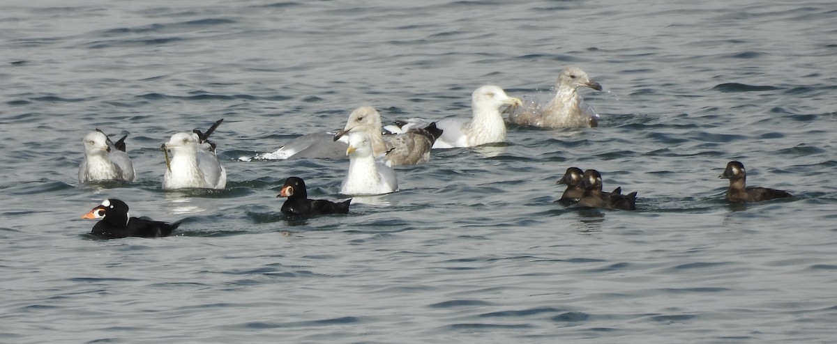 tanımsız Larinae sp. - ML652872460